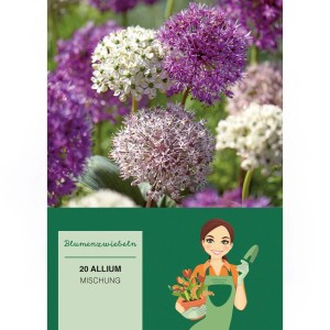 Zierlauch 'Purple Sensation' Mischung, verschiedene Farben. Blumenzwiebeln für den Garten.