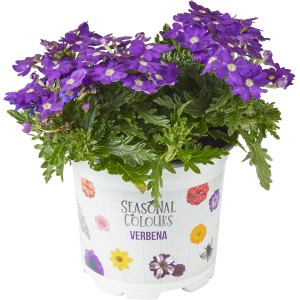 Garten-Eisenkraut 'Summer Survivors' im Topf, violette Blüten. Sommerblume für Balkon und Garten.