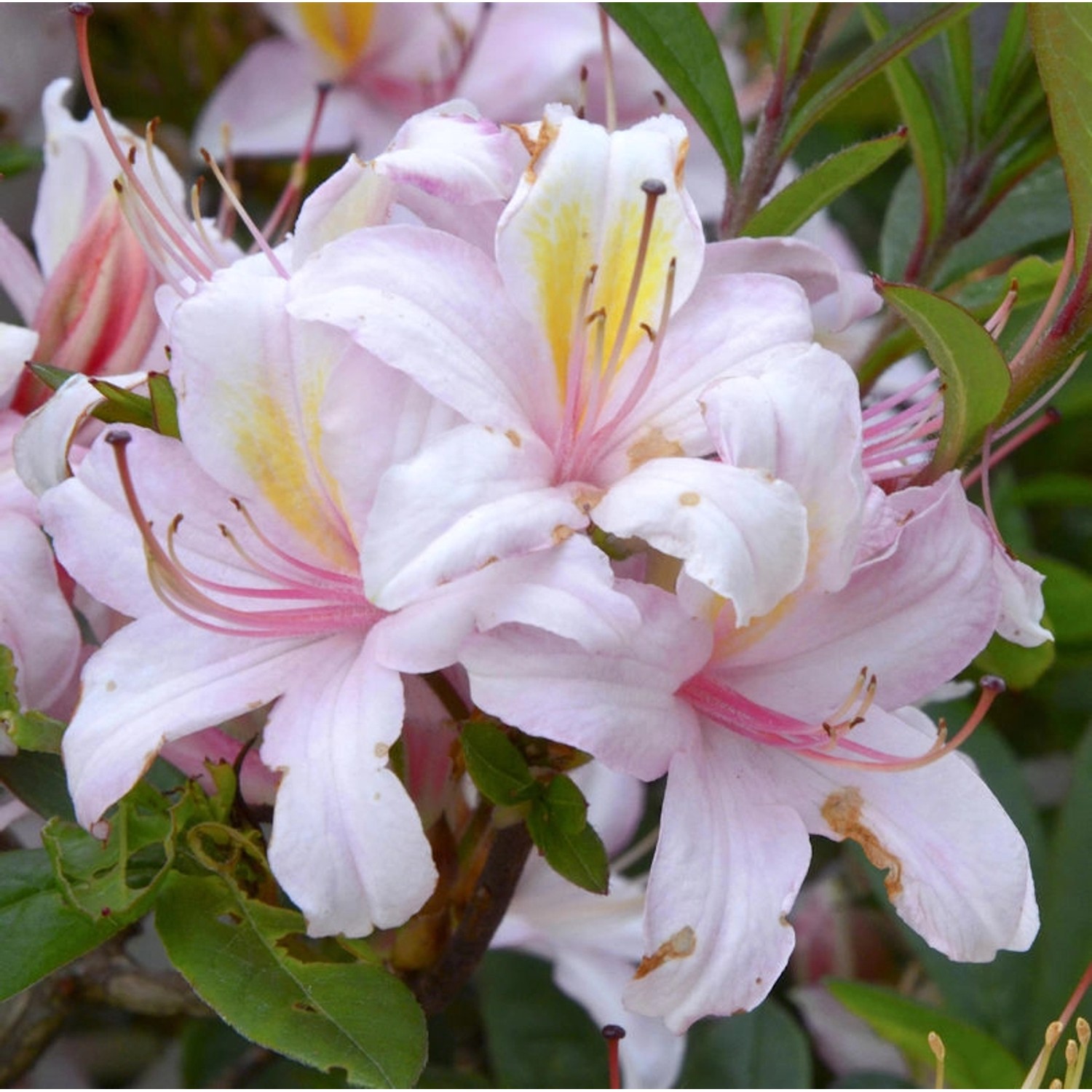 Red Hills Rhododendron 40-50cm - Rhododendron colemanii günstig online kaufen