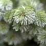 Detailaufnahme der silbrig-blauen Nadeln einer Picea Sitchensis Silberzwerg Fichte.