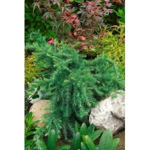 Kompakte, grüne Europäische Lärche 'Little Bogle' (40 cm Stammhöhe) im Gartenbeet.