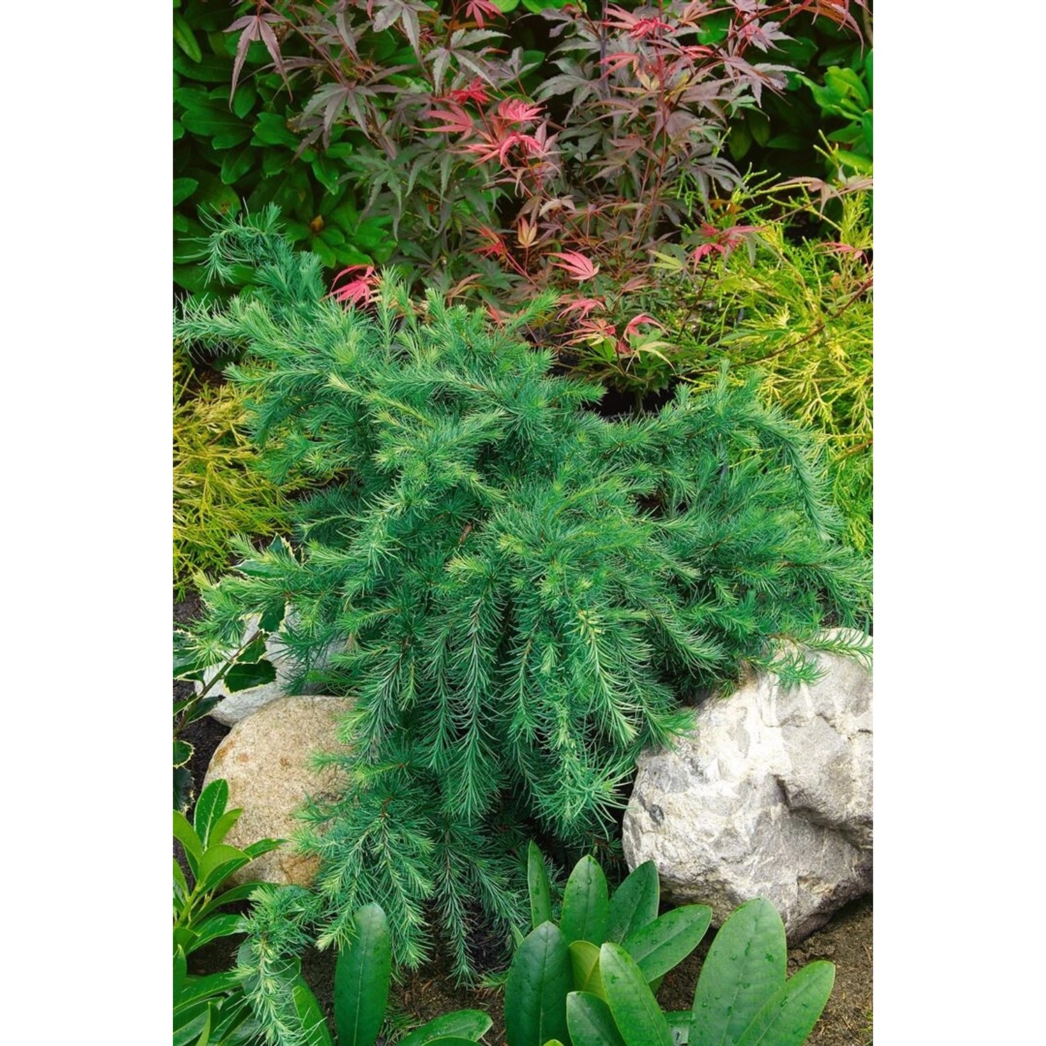 Larix Decidua Little Bogle Europäische Lärche 40 cm Stammhöhe günstig online kaufen