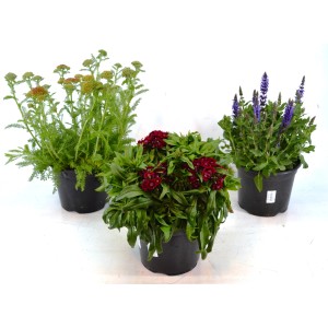 Sommerstauden-Mix Kunterbunt von GROW by OBI, ca. 28 cm hoch, verschiedene Farben in Töpfen.