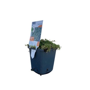 GROW by OBI Sternmoos im 9 cm Topf, eine grüne Staude mit weißen Blüten.