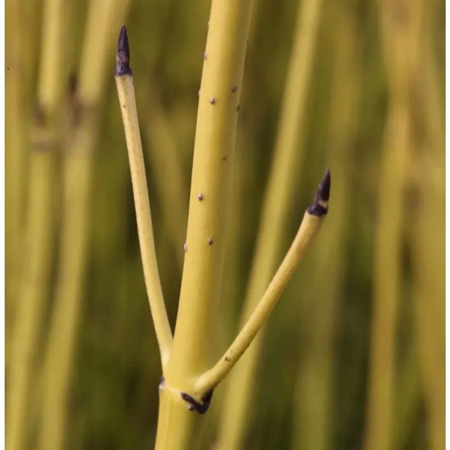 Gelber Hartriegel 60-80cm - Cornus stolonifera