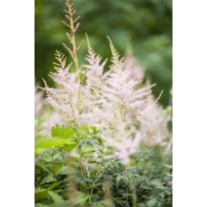 Astilbe Younique White im Topf: Prachtspiere mit weißen Blütenständen und grünen Blättern.
