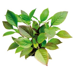 Dennerle Aquariumpflanze Hygrophila Corymbosa mit grünen Blättern für ein stabiles Aquarium.