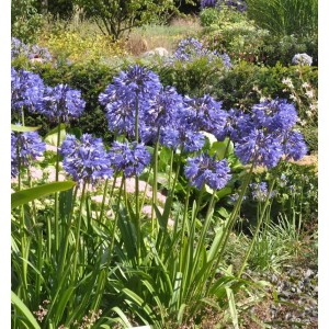 Blühende Liebesblume 'Northern Star' (Agapanthus africanus) im Topf, violettblaue Blüten.