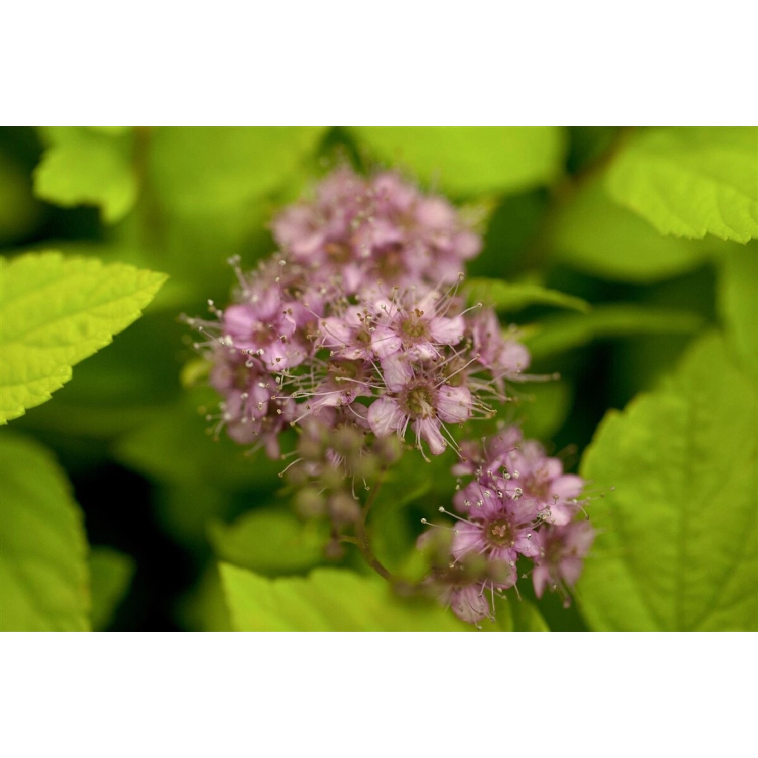 Spiraea Japonica Goldflame Japanische Spiere Goldgelb 30–40 cm günstig online kaufen