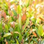 Detailaufnahme der Traubenheide Leucothoe Little Flames mit roten und grünen Blättern.