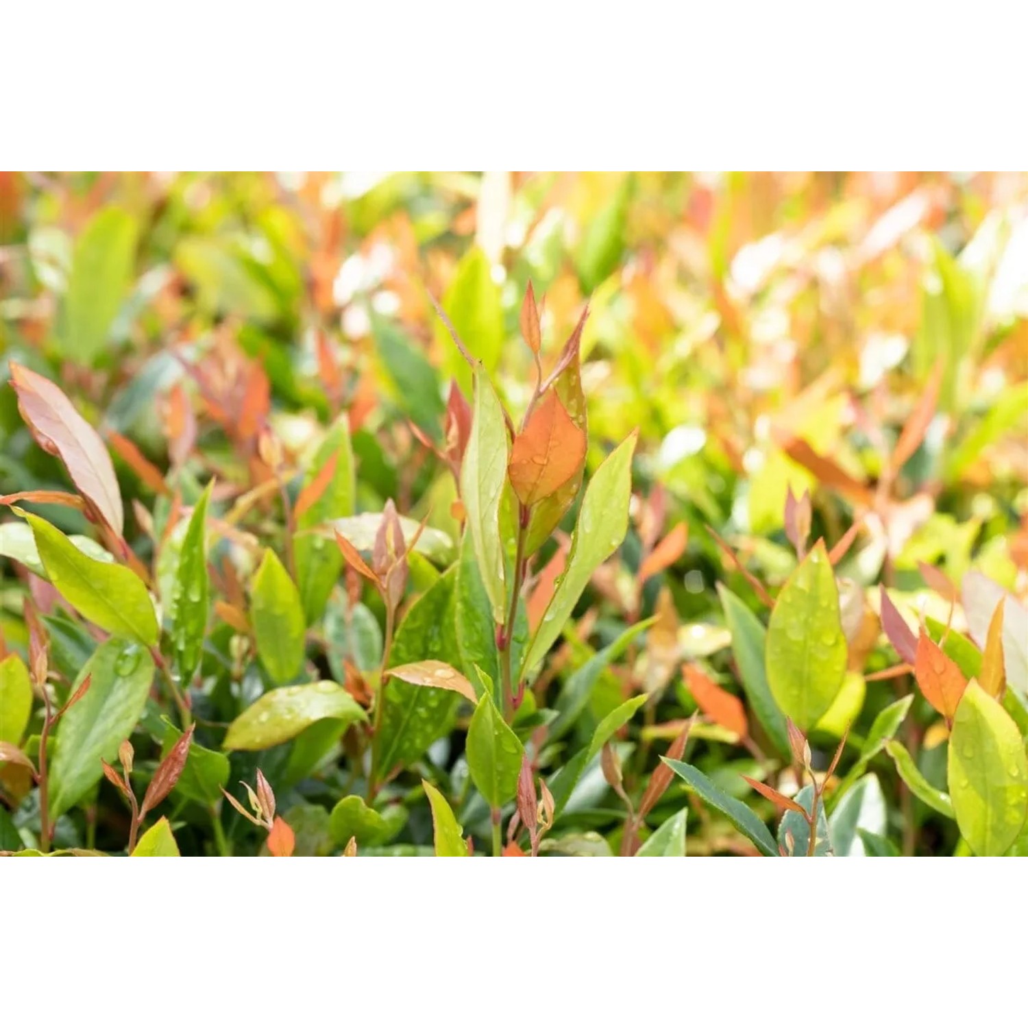 Detailaufnahme der Traubenheide Leucothoe Little Flames mit roten und grünen Blättern.