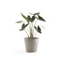 Ecopots Pflanztopf Amsterdam, braungrau, 30 cm, mit Pflanze. Ideal für Innen- und Außenbereich.