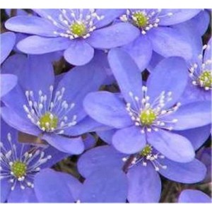Nahaufnahme von blauen Leberblümchen (Hepatica nobilis) im Garten.