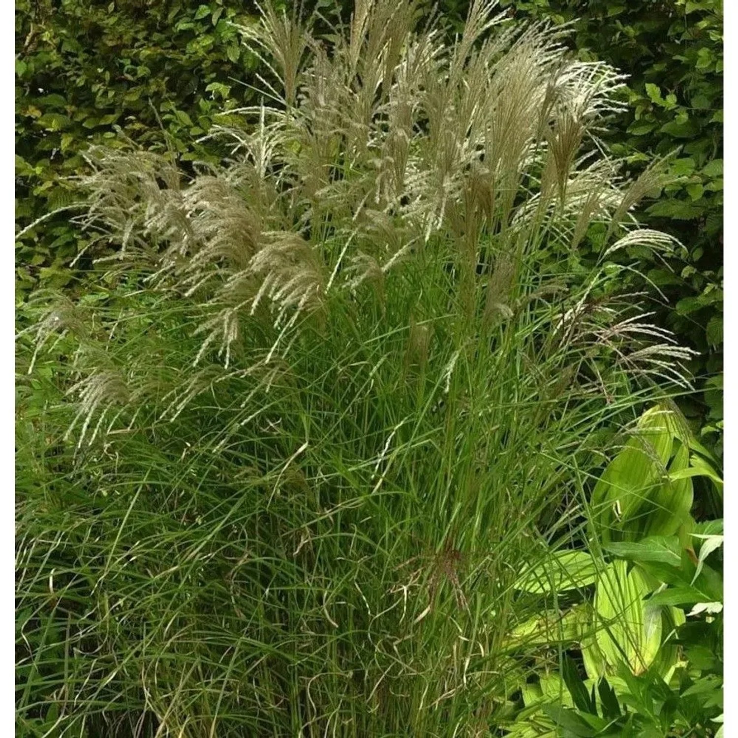 Chinaschilf Kleine Fontäne - XXXL Topf - Miscanthus sinensis
