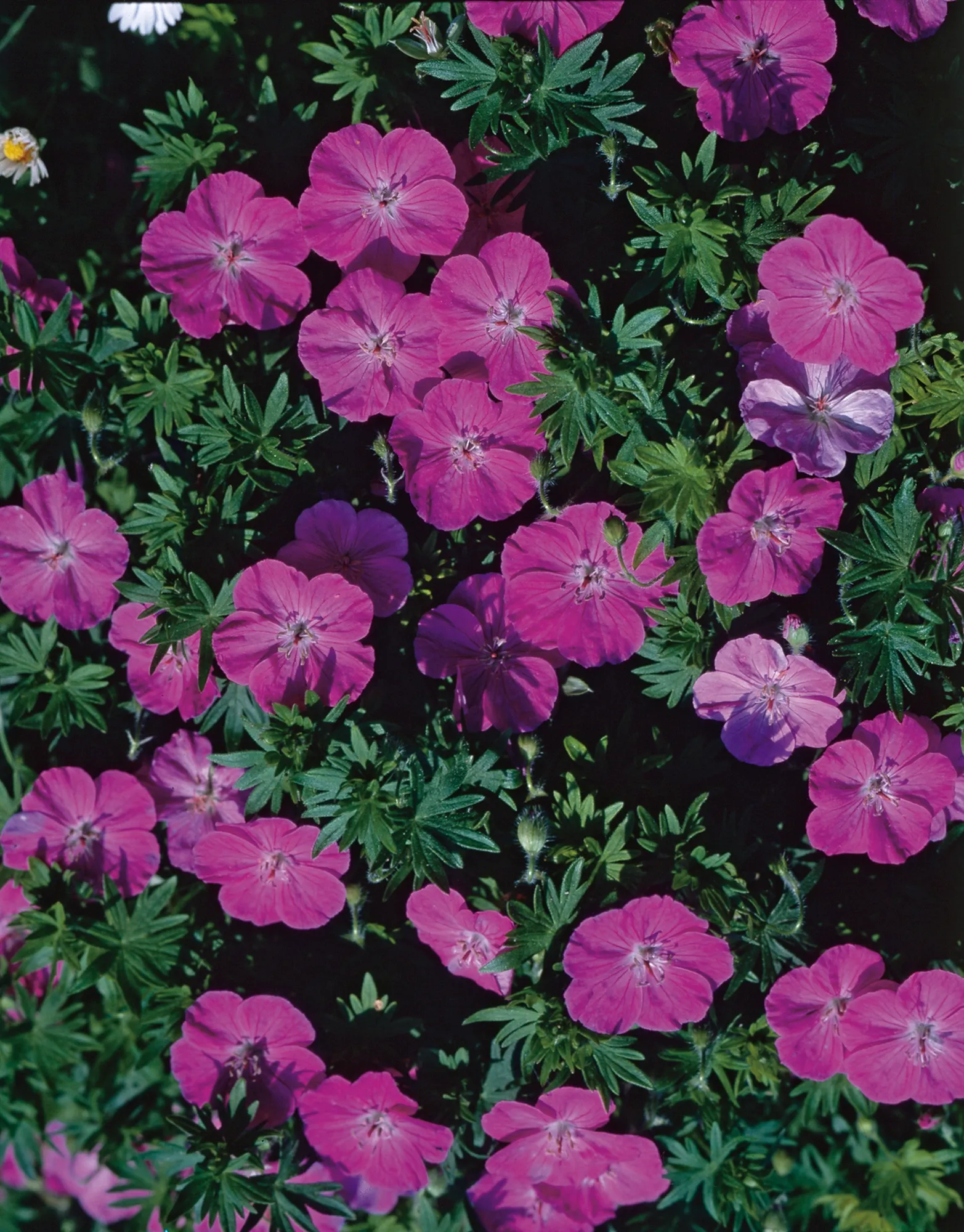 GartenStorchschnabel Rot TopfØ ca. 9 cm x 9 cm Geranium kaufen bei OBI