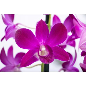 Nahaufnahme einer pinkfarbenen Berry Oda Orchidee (Dendrobium) im Topf.