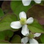 Eidechsenschwanz - Houttuynia cordata_2