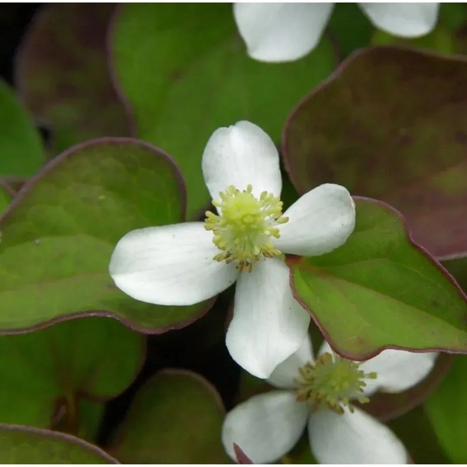 Eidechsenschwanz - Houttuynia cordata_2