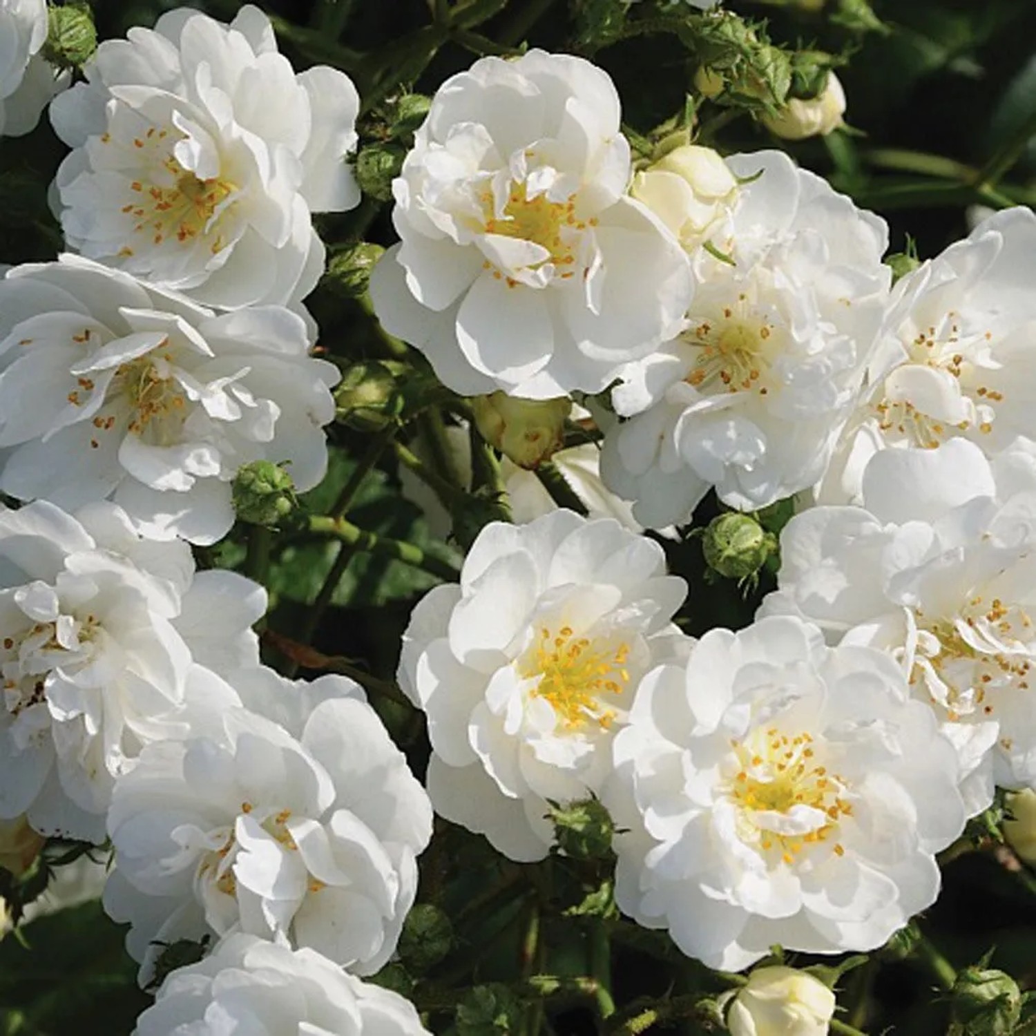 Kletterrose 'Guirlande d'Amour' Rosa plantofix Blüten in Büscheln