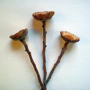 Deko-Blume Protea Repens Natur, 3 Stück, ideal zum Basteln und Dekorieren von Kränzen und Gestecken.