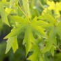 Nahaufnahme von grünen Blättern des Amberbaums (Liquidambar Styraciflua Worplesdon).