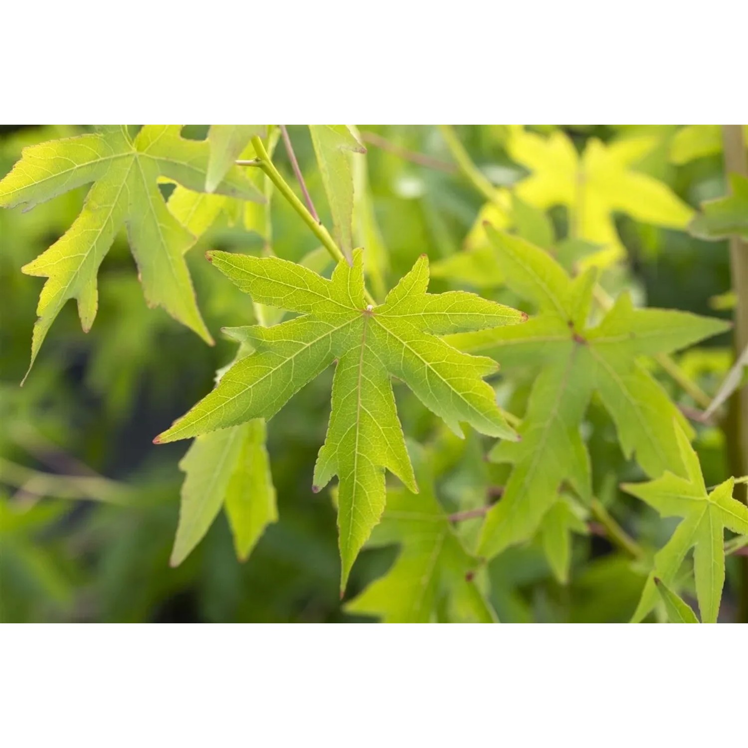 Nahaufnahme von grünen Blättern des Amberbaums (Liquidambar Styraciflua Worplesdon).