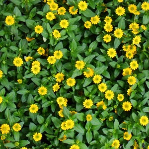 Gelbe Husarenknöpfchen (Sanvitalia) im 12cm Topf, 3er Set. Hängepflanze mit kleinen, sonnigen Blüten.