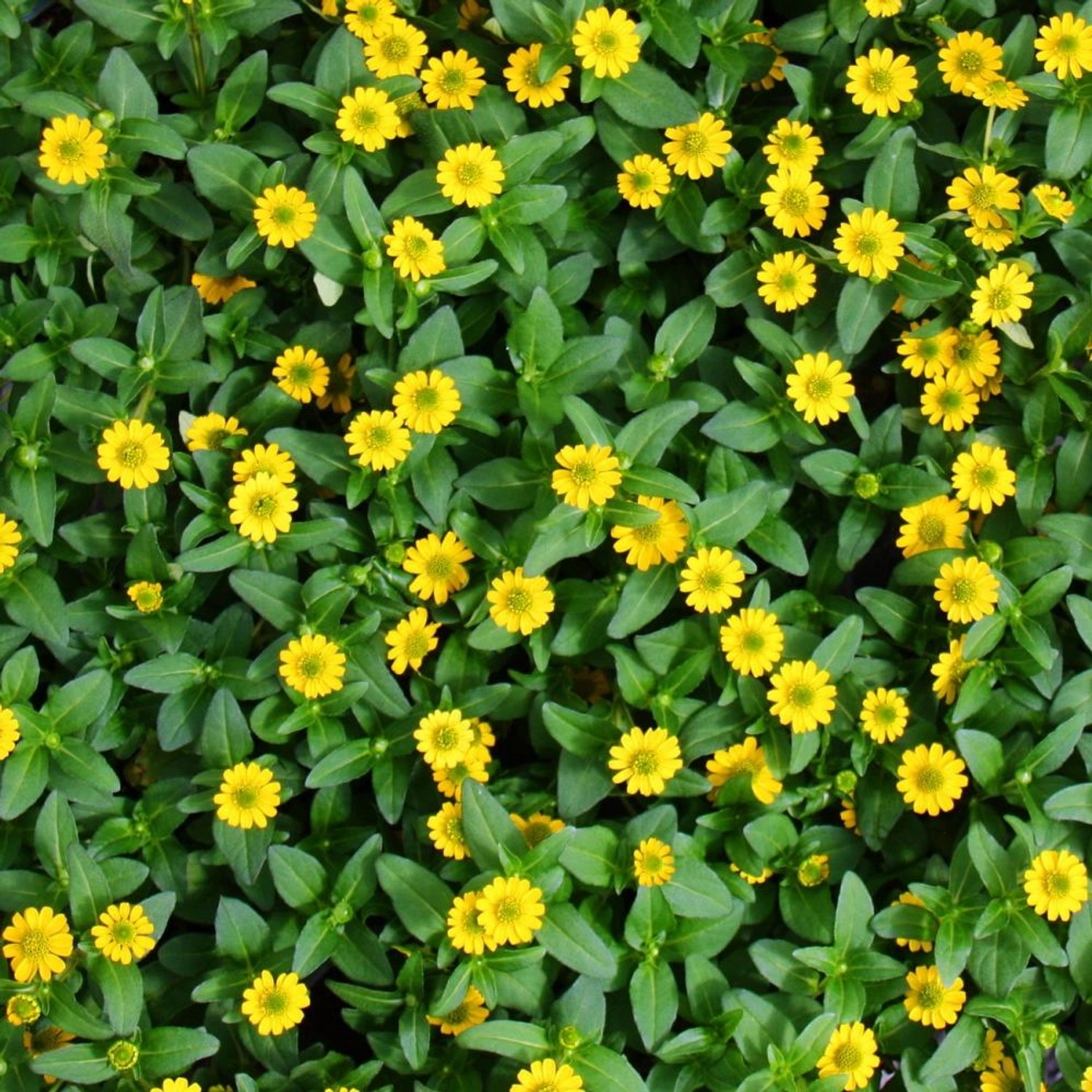 Exotenherz Husarenknöpfchen Gelb Sanvitalia 12cm Set mit 3 Pflanzen