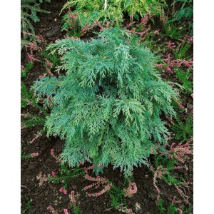 Blaue Nootka-Scheinzypresse (60–80 cm) im Garten. Immergrüner Hausbaum mit blaugrünen Nadeln.