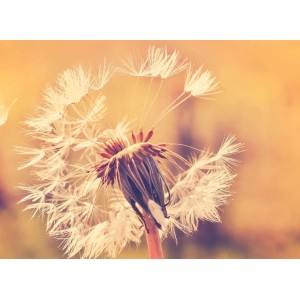 Fototapete: Pusteblume in Orange und Gelb, Detailaufnahme.