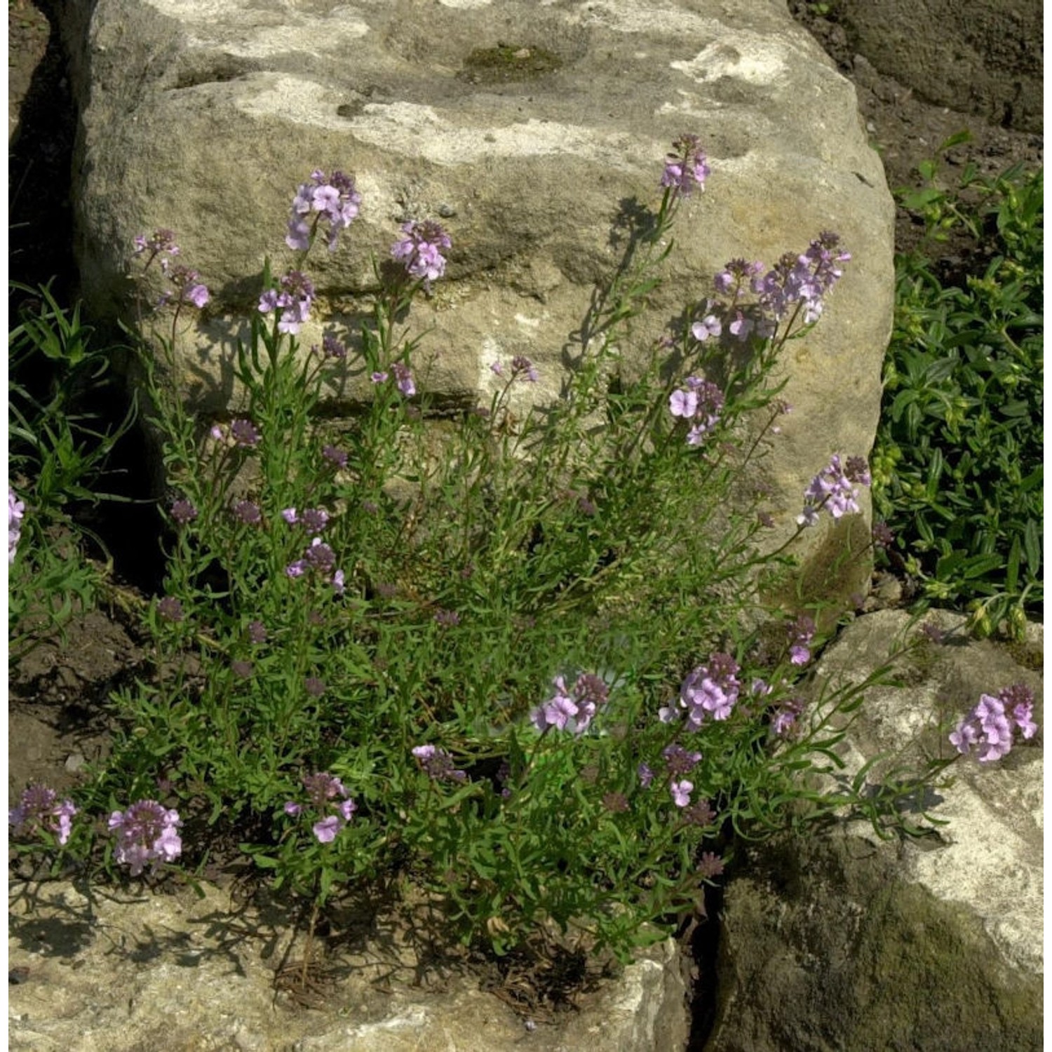 Steintäschel Warley Rose - Aethionema armenum günstig online kaufen