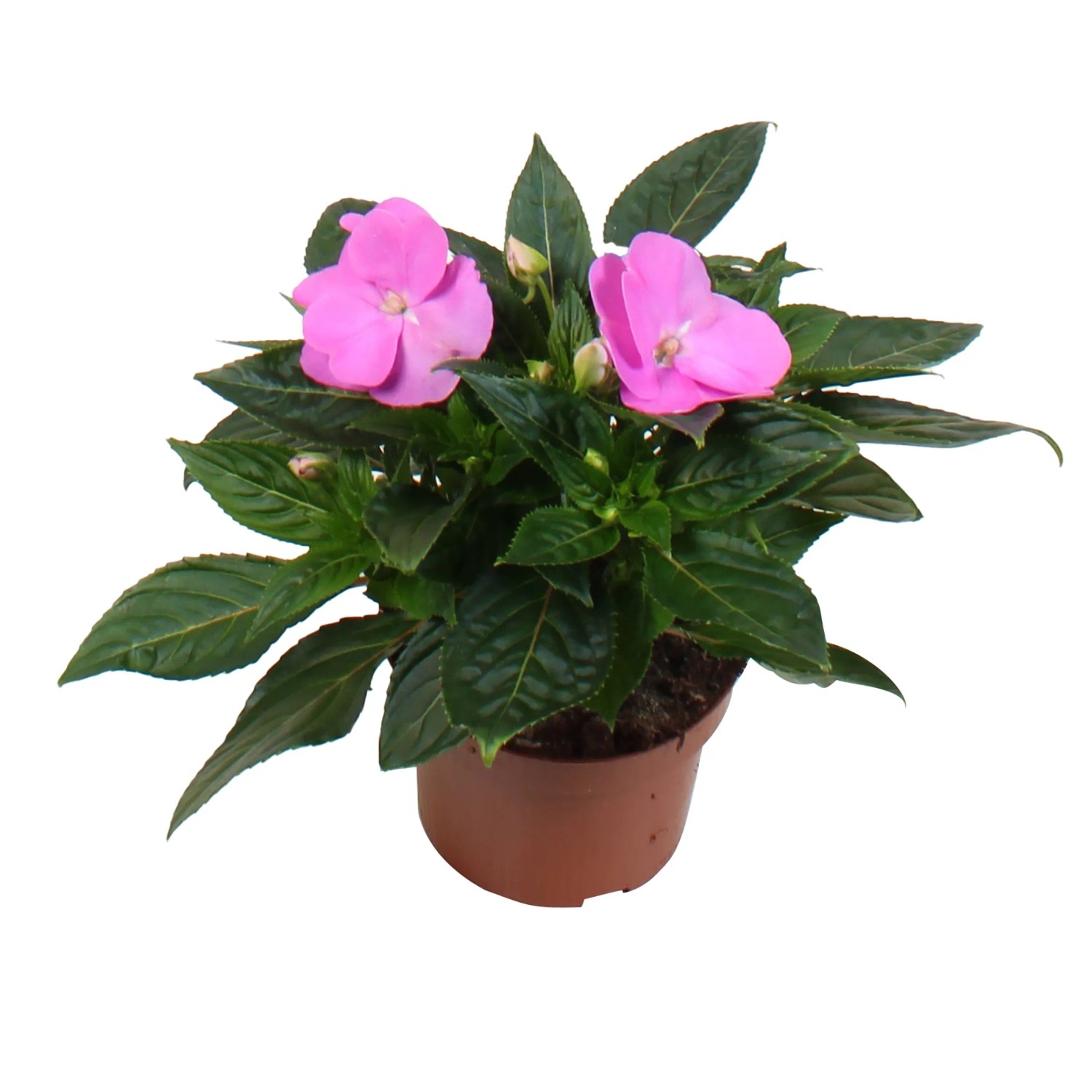 GROW by OBI Edellieschen mit rosa Blüten im Topf, ca. 55 cm hoch.