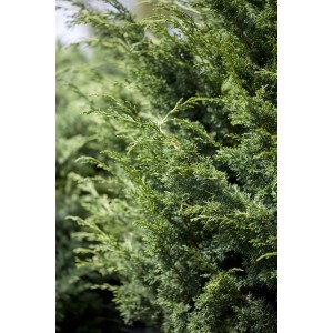 Detailaufnahme des grünen, buschigen Virginischen Wacholders (Juniperus Virginiana Canaertii).