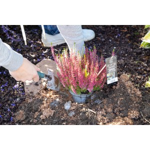 Dreifarbige Besenheide (Calluna vulgaris) im Topf wird in den Garten gepflanzt.