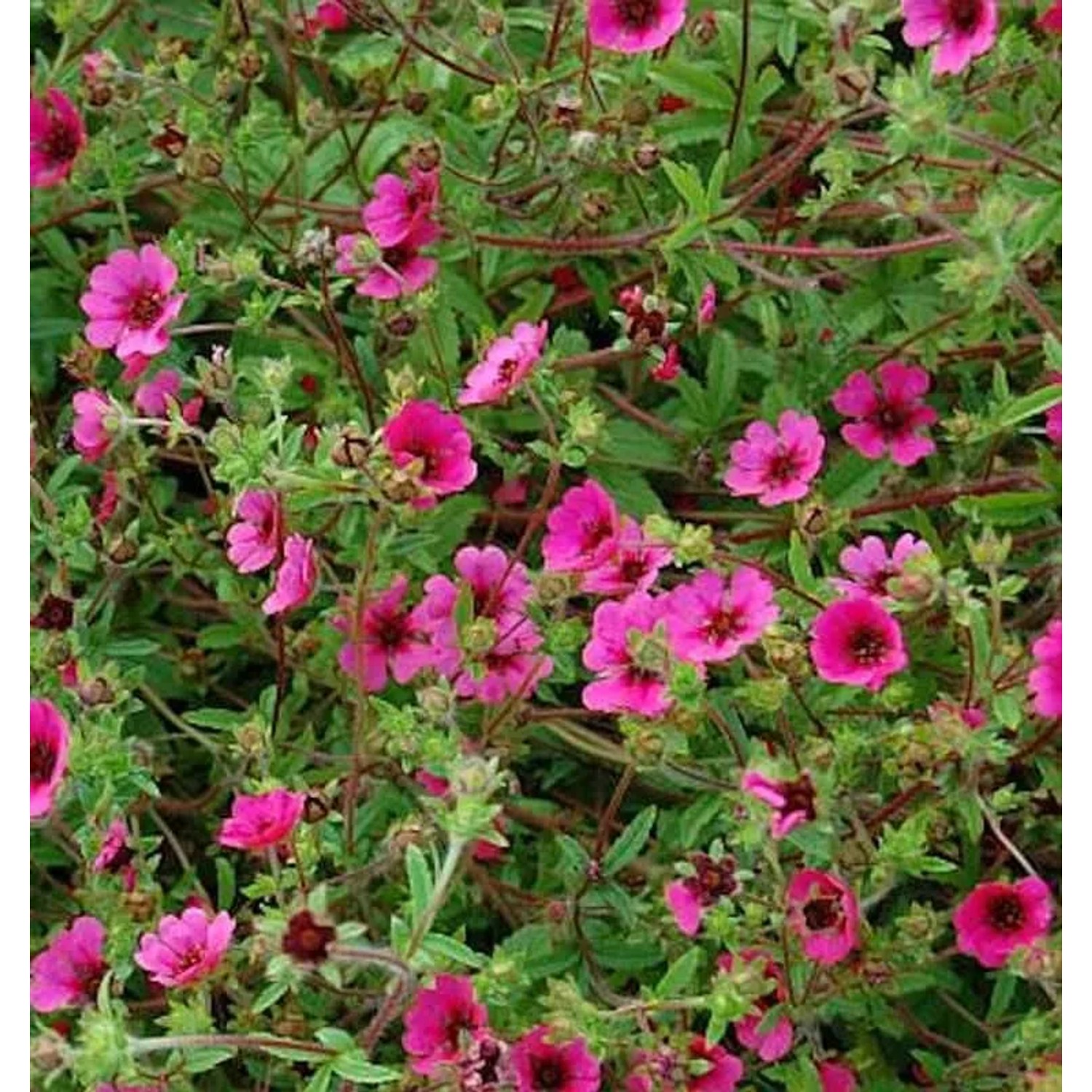 Fingerkraut Ron Mc Beath - Potentilla nepalensis