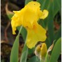 Leuchtend gelbe Schwertlilie 'Ola Kala' (Iris barbata) mit grünen Blättern und Knospen. Gartenstaude.