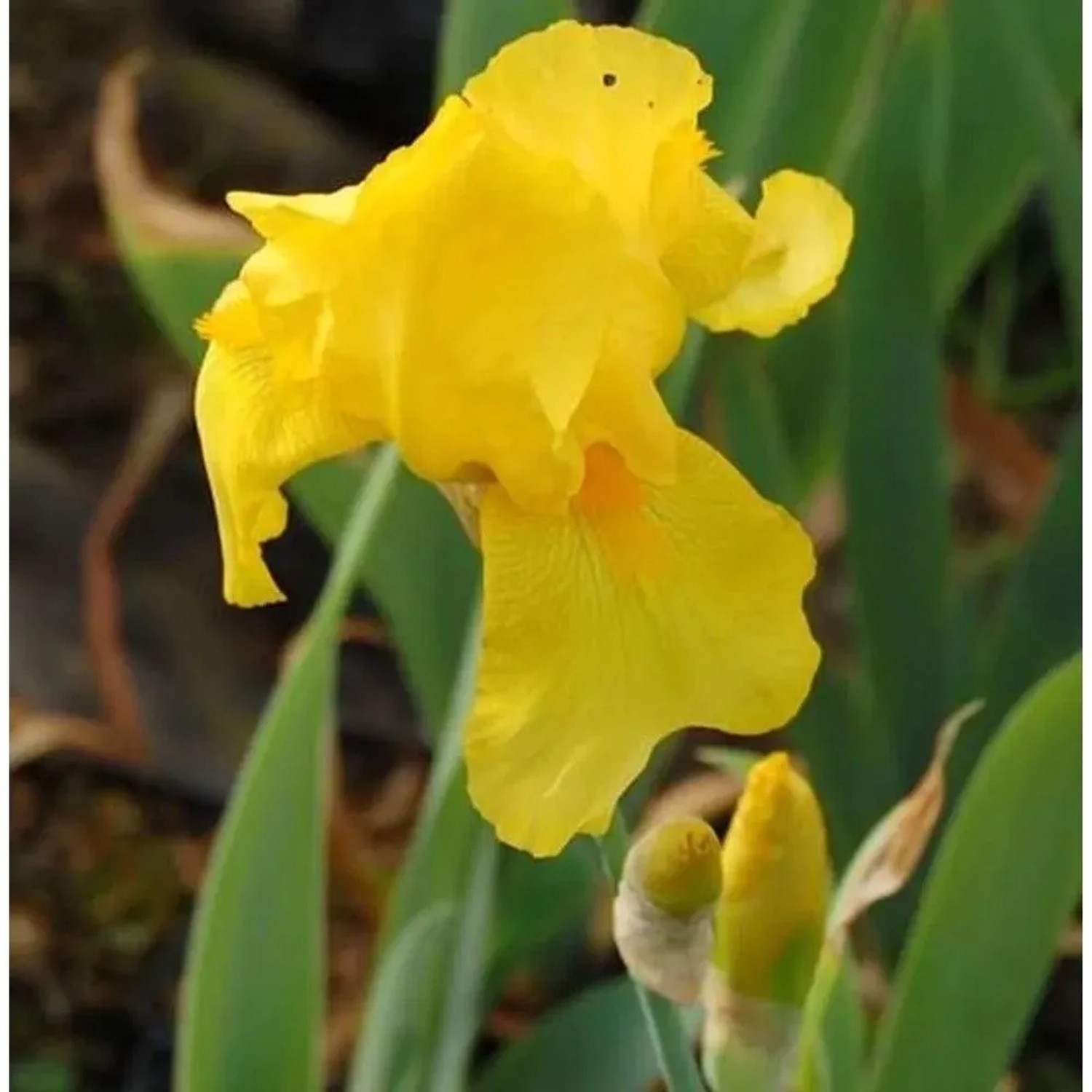 Leuchtend gelbe Schwertlilie 'Ola Kala' (Iris barbata) mit grünen Blättern und Knospen. Gartenstaude.