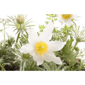 Weiße Küchenschelle 'Pinwheel' im 9x9 cm Topf, eine blühende Staude für sonnige Standorte.