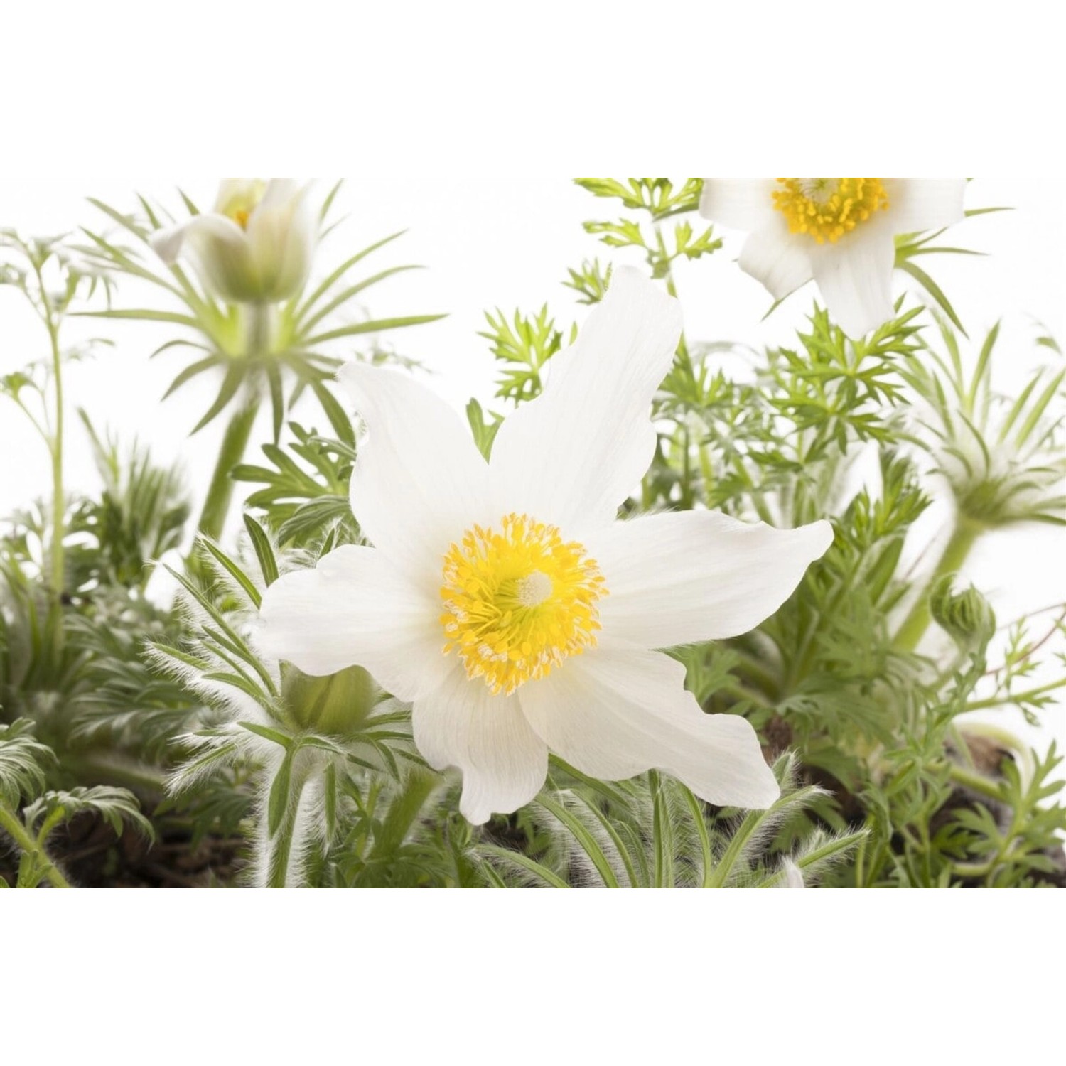 Pulsatilla Vulgaris Pinwheel Weiß Küchenschelle Ca. 9x9 cm Topf günstig online kaufen