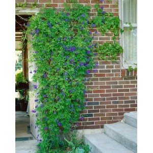 Blühende, blaue Alpen-Waldrebe Clematis Macropetala an einer Backsteinmauer.
