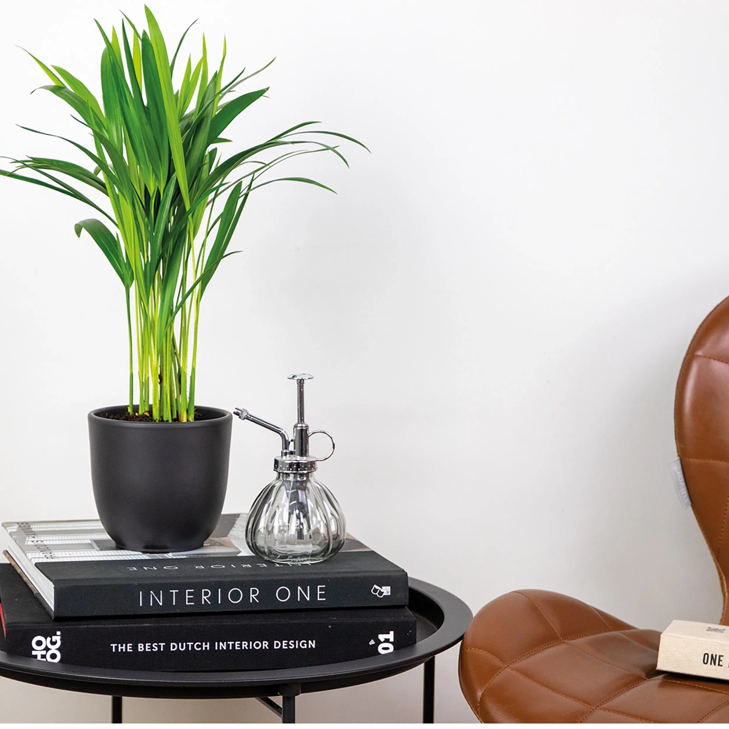 GROW by OBI Goldfruchtpalme Areca Dypsis Lutescens  12 cm kaufen bei OBI