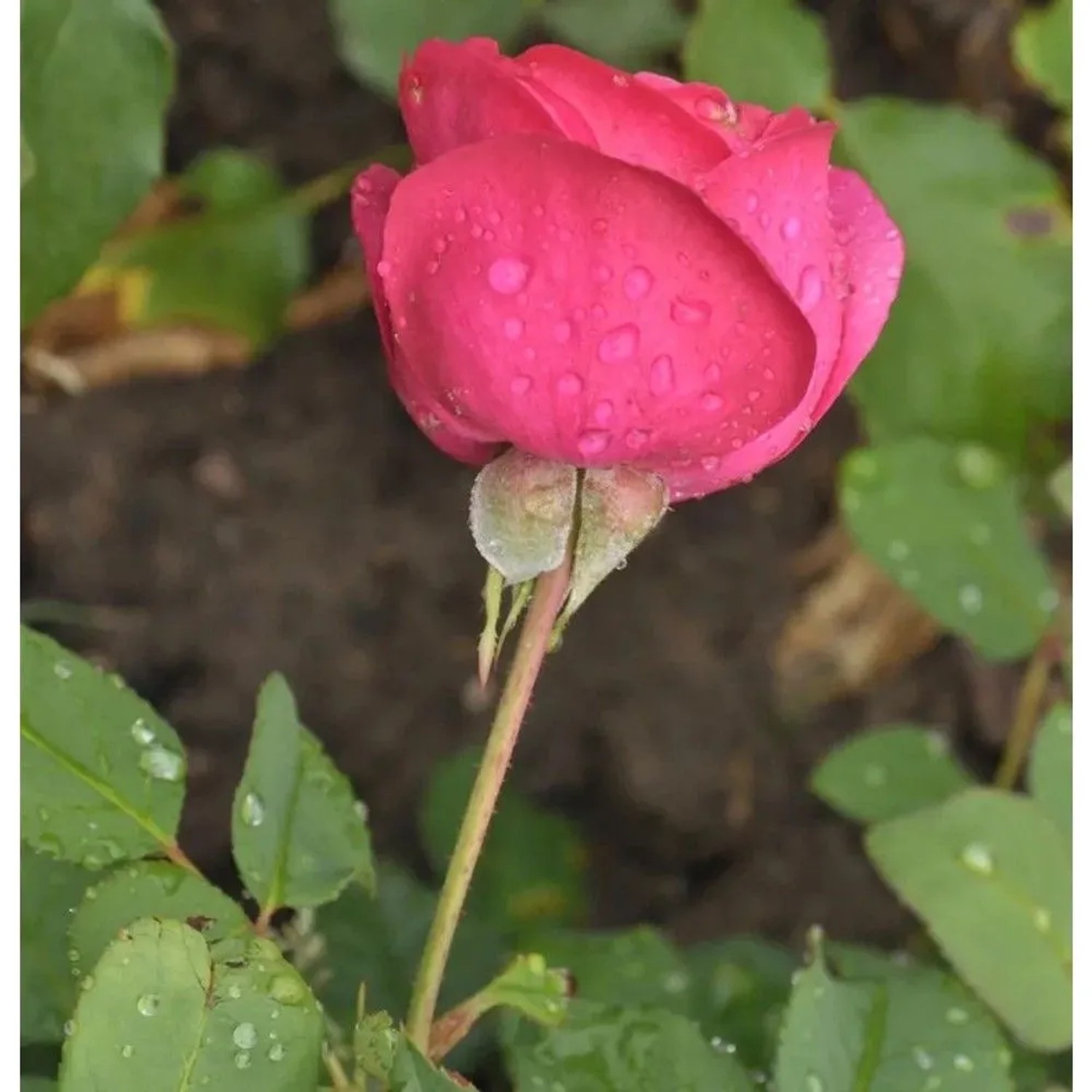 Floribundarose Planten un Blomen 30-60cm