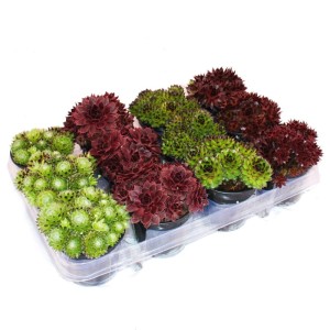 Exotenherz Hauswurz Set mit 12 verschiedenen Sempervivum-Sorten in Töpfen.
