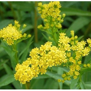 Goldgelbe Blüten der Goldrute 'Goldene Wellen' (Solidago sempervirens) im Detail.