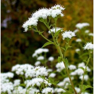 Detailaufnahme des Kleinen Wasserdost (Eupatorium rugosum) mit weißen Blüten.