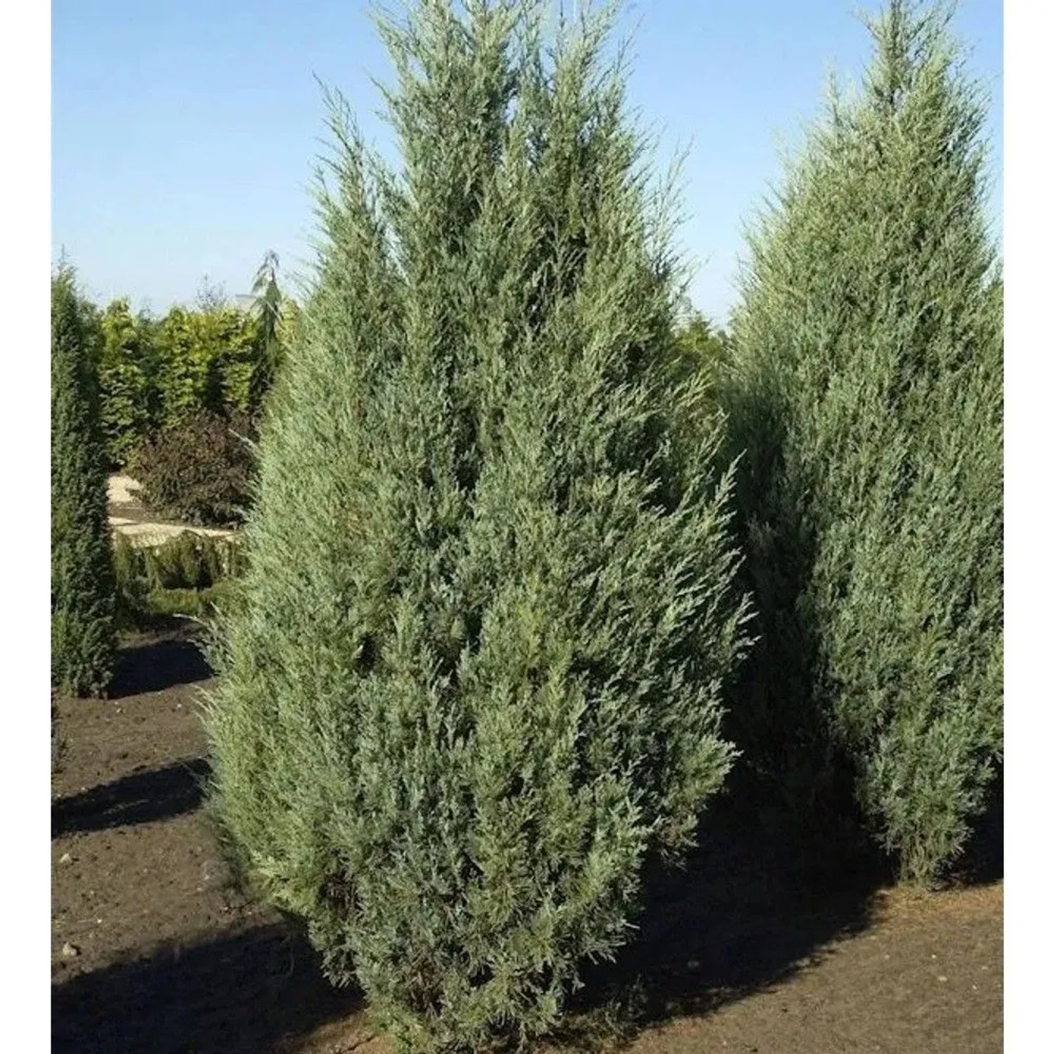 Säulen Wacholder Moonglow 80-100cm - Juniperus scopulorum