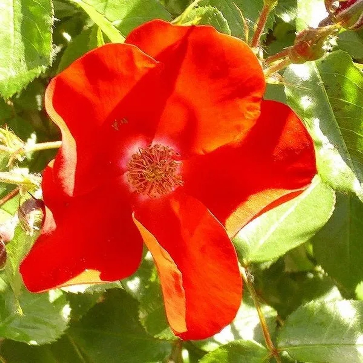 Rose 'Apache' Rosa plantofix Reichblühend