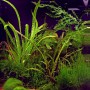 Dennerle Cryptocoryne Crispatula Aquariumpflanze In-Vitro, grüne Wasserpflanze für den Hintergrund im Aquarium.