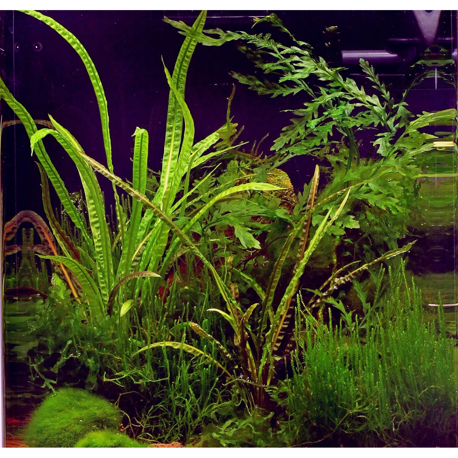 Dennerle Cryptocoryne Crispatula Aquariumpflanze In-Vitro, grüne Wasserpflanze für den Hintergrund im Aquarium.
