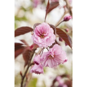 Nahaufnahme der dunkelrosa Blüten der Zierkirsche Prunus Serrulata Royal Burgundy.